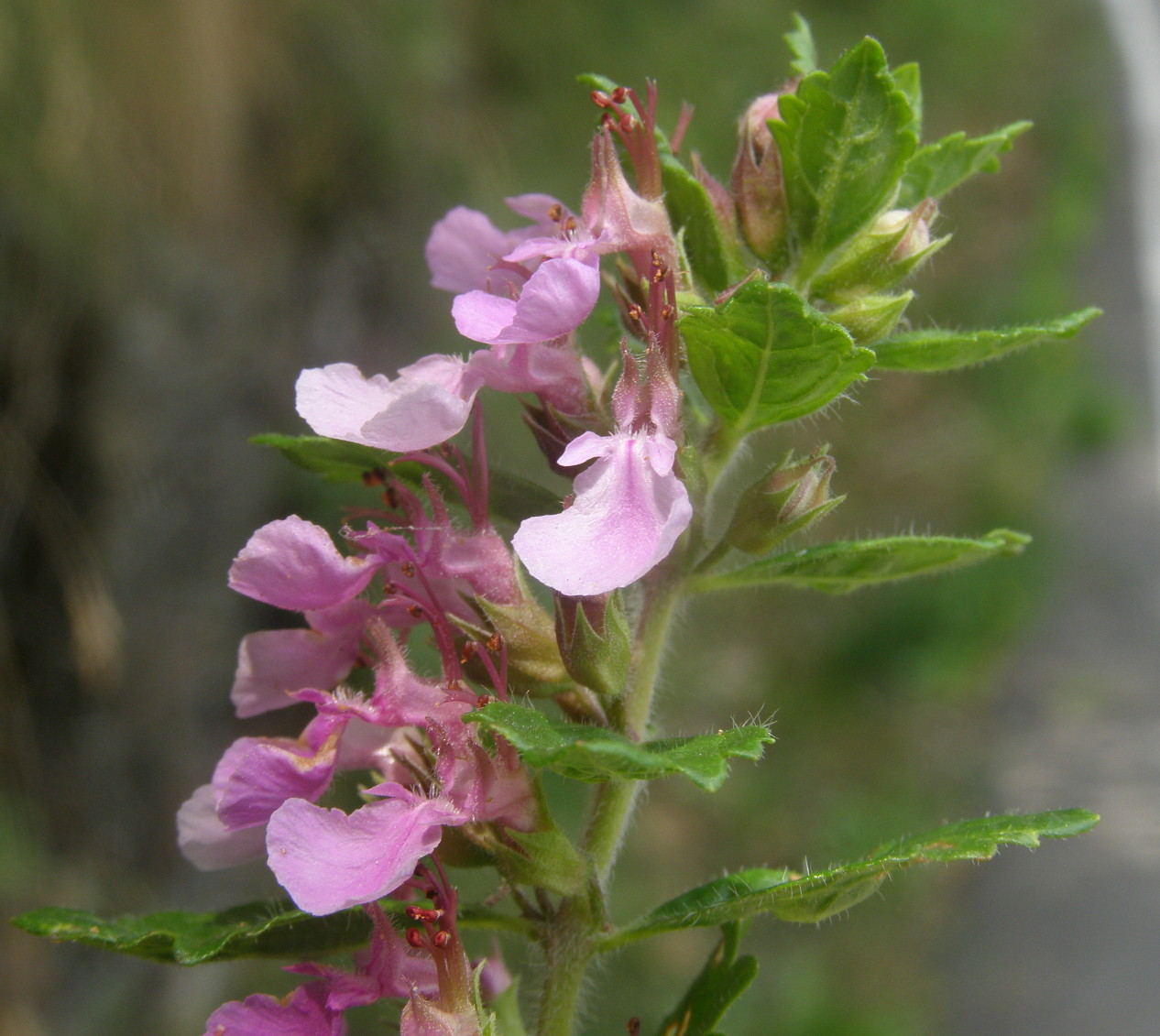 Teucrium chamaedrys  ?